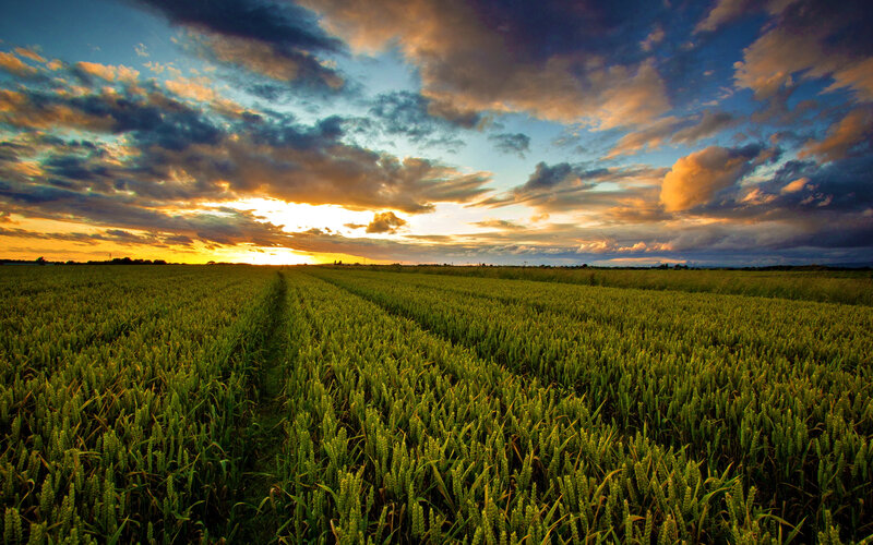 Wheat Field at Sunset — Green, Dramatic, Photograph, Sky, Clouds