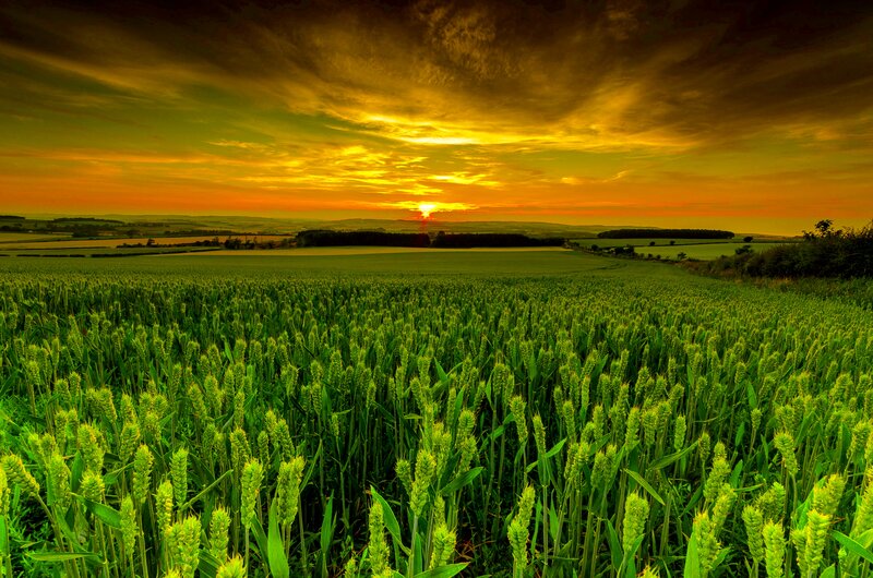 Wheat Field at Sunset — Green, Dramatic, Photograph, Sky, Sun