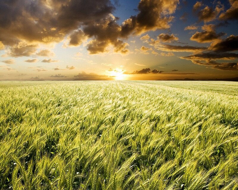 Wheat Field at Sunset — Green, Dramatic, Photograph, Sky
