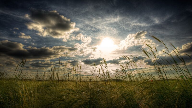 Wheat Field at Sunset — Green, Dramatic, Photograph, Sun, Clouds, Grass