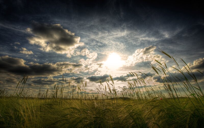 Wheat Field at Sunset — Green, Dramatic, Photograph, Sun, Clouds