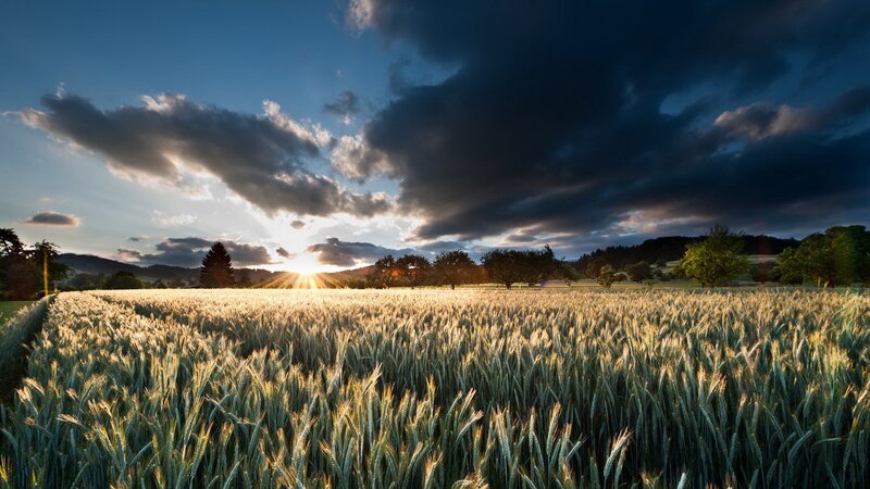 Wheat Field at Sunset — Green, Dramatic, Photograph, Sun, Clouds, Trees, Hills