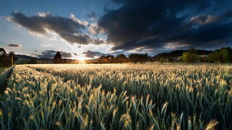 Wheat Field at Sunset — Green, Dramatic, Photograph, Sun, Clouds, Trees, Yellow