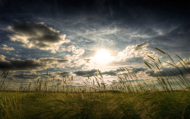 Wheat Field at Sunset — Green, Dramatic, Photograph, Sun