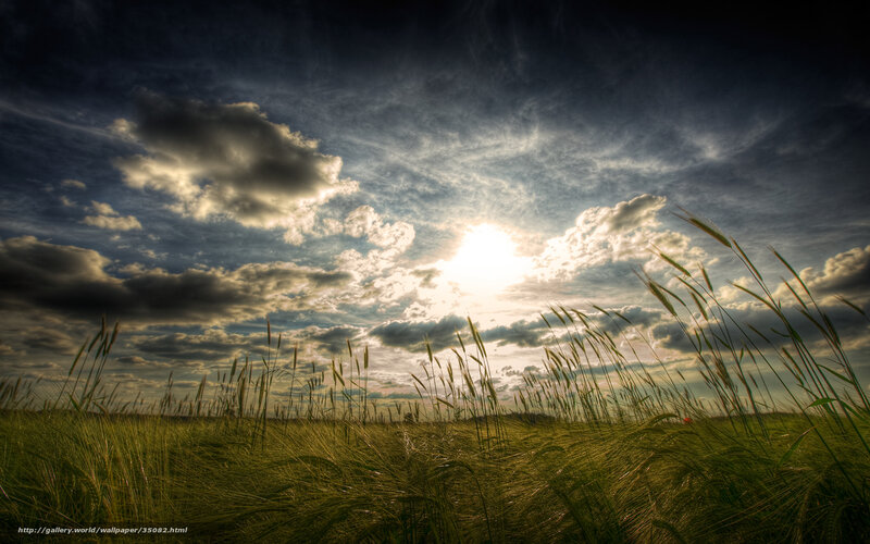 Wheat Field at Sunset — Green, Dramatic