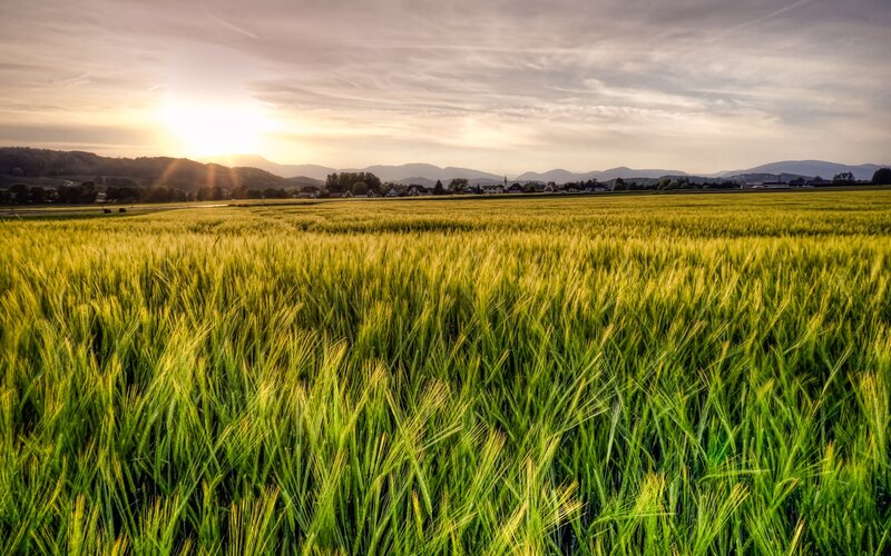 Wheat Field at Sunset — Green, Serene, Photograph, Mountains