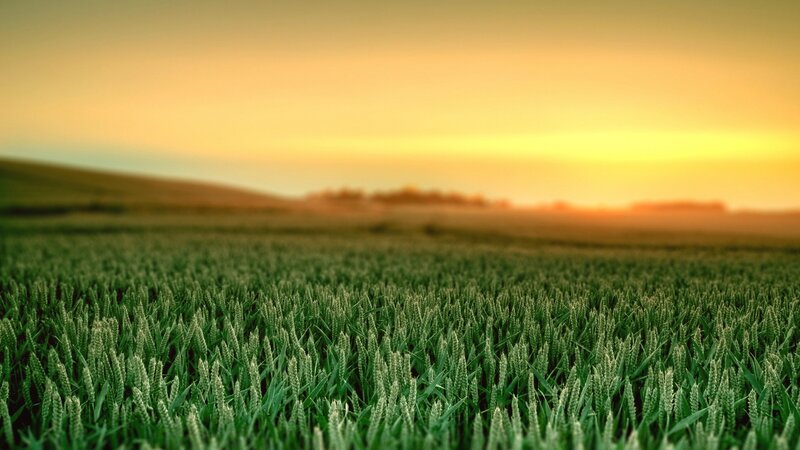 Wheat Field at Sunset — Green, Serene, Photograph, Sky, Hills
