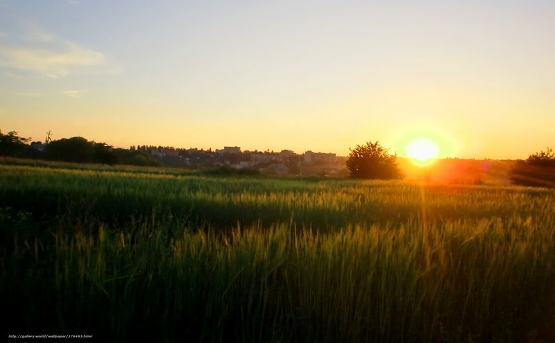 Wheat Field at Sunset — Green, Serene, Photograph, Sun