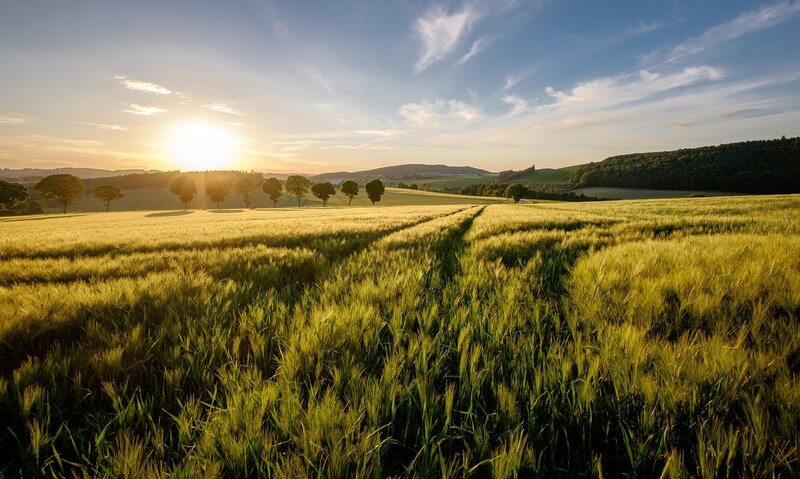 Wheat Field at Sunset — Green, Serene, Photograph, Sun, Trees, Hills