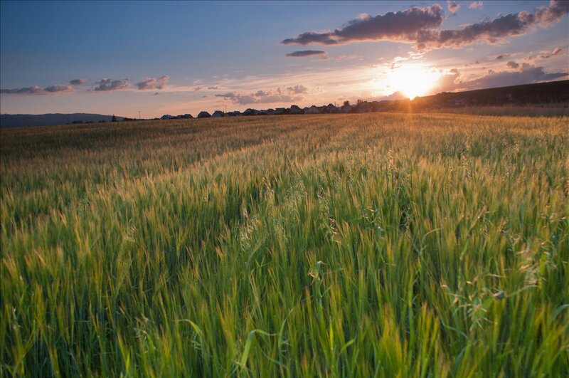 Wheat Field at Sunset — Green, Serene, Photograph
