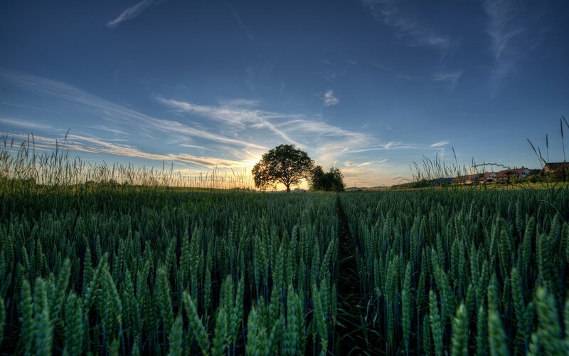 Wheat Field at Sunset — Green, Serene, Photograph, Tree