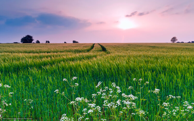 Wheat Field at Sunset — Green, Serene, Photograph, Trees, Flowers, Sky