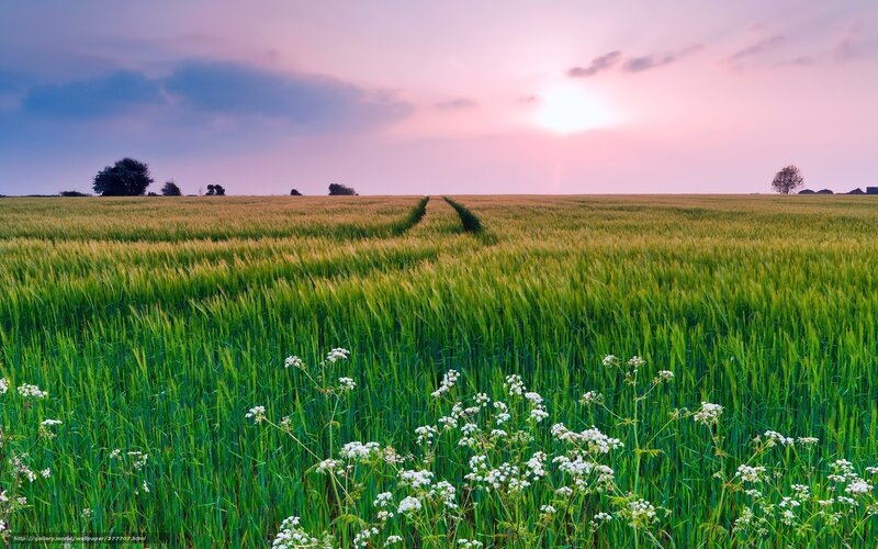 Wheat Field at Sunset — Green, Serene, Photograph, Trees, Flowers