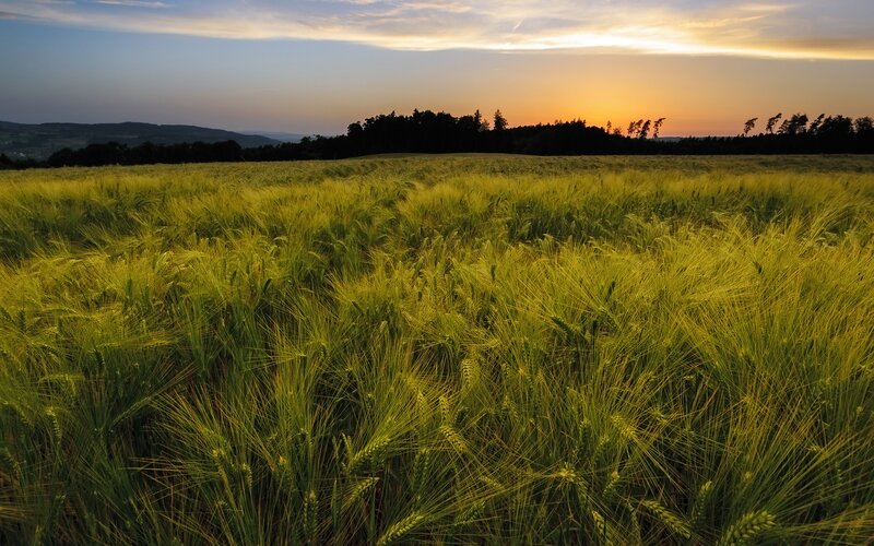 Wheat Field at Sunset — Green, Serene, Photograph, Trees, Sky