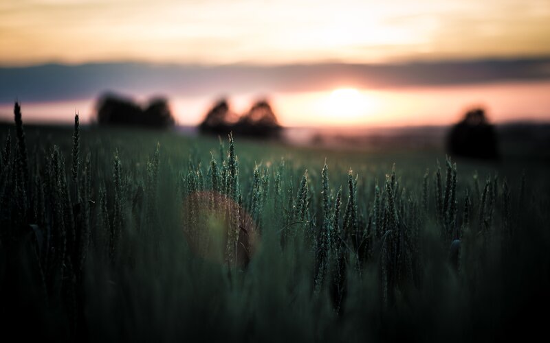 Wheat Field at Sunset — Green, Serene, Photograph, Trees