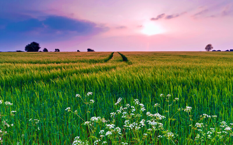 Wheat Field at Sunset — Green, Serene