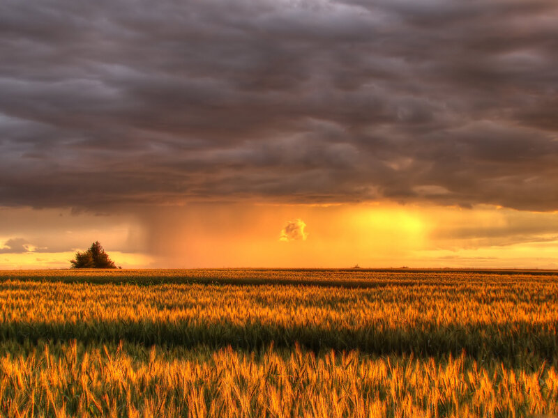 Wheat Field at Sunset — Orange, Dramatic, Photograph, Clouds, Tree