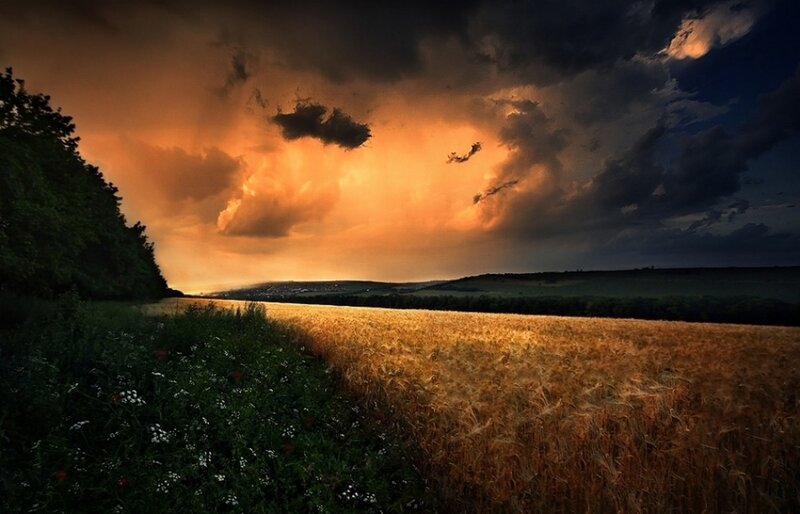 Wheat Field at Sunset — Orange, Dramatic, Photograph, Clouds, Trees