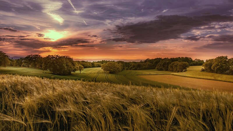 Wheat Field at Sunset — Orange, Dramatic, Photograph, Fields