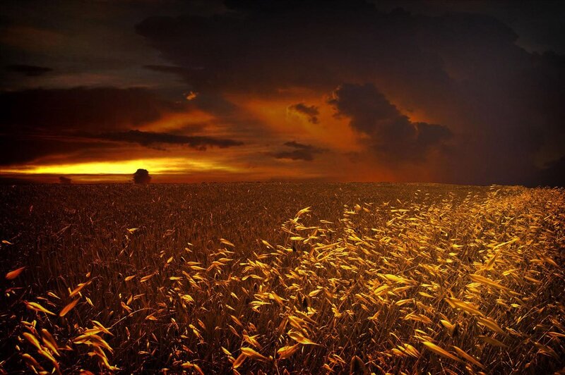 Wheat Field at Sunset — Orange, Dramatic, Photograph, Sky, Clouds, Brown