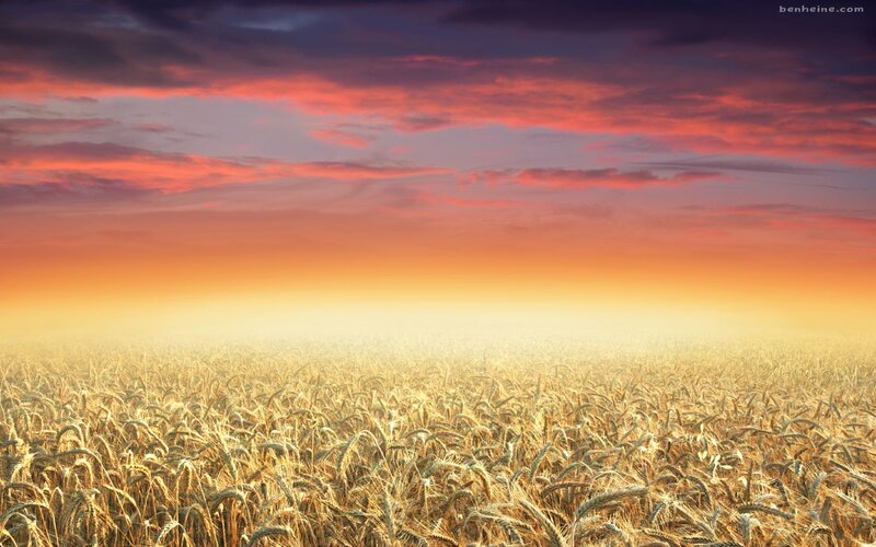 Wheat Field at Sunset — Orange, Dramatic, Photograph, Sky, Clouds, Red