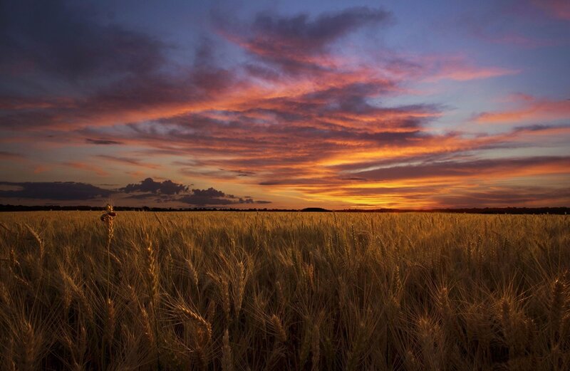Wheat Field at Sunset — Orange, Dramatic, Photograph, Sky, Clouds