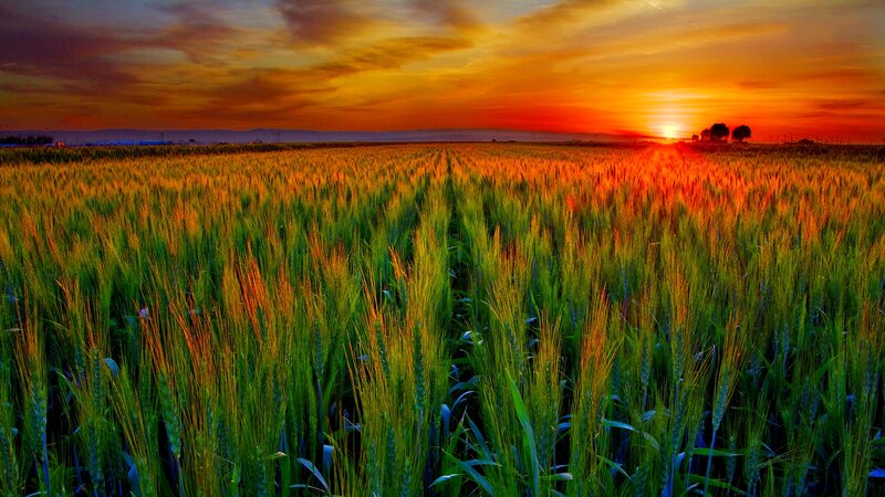 Wheat Field at Sunset — Orange, Dramatic, Photograph, Sky