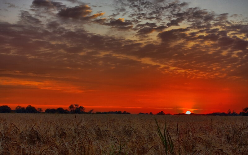 Wheat Field at Sunset — Orange, Dramatic, Photograph, Sun
