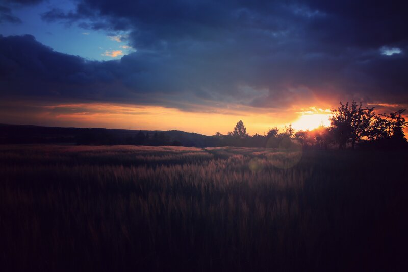 Wheat Field at Sunset — Orange, Dramatic, Photograph, Sun, Trees