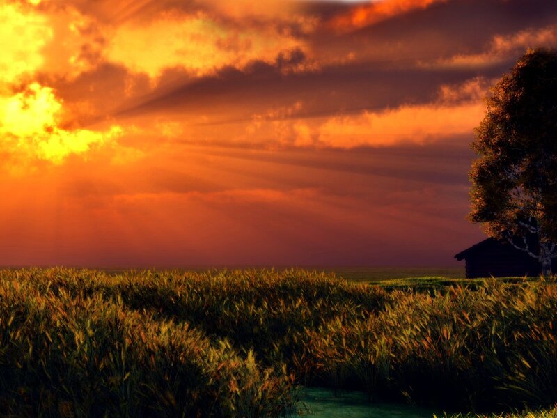 Wheat Field at Sunset — Orange, Dramatic, Photograph, Tree
