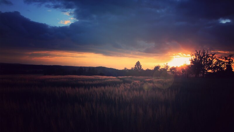 Wheat Field at Sunset — Orange, Dramatic, Photograph, Trees