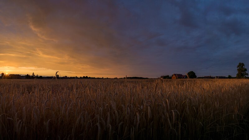 Wheat Field at Sunset — Orange, Serene, Photograph, Clouds