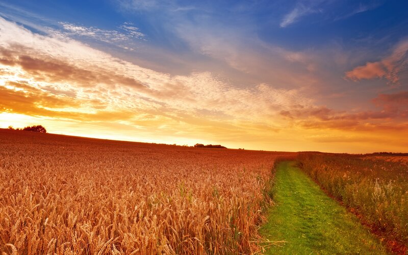 Wheat Field at Sunset — Orange, Serene, Photograph, Path, Sky, Clouds