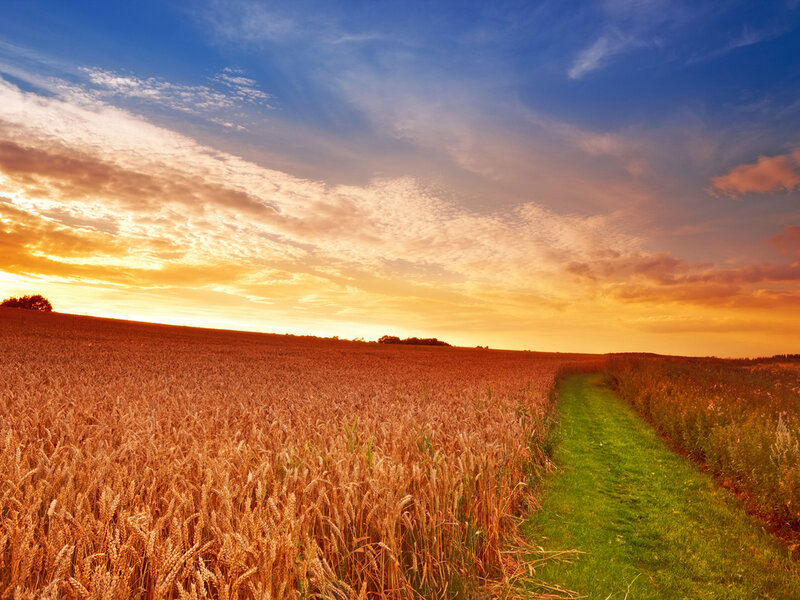 Wheat Field at Sunset — Orange, Serene, Photograph, Path