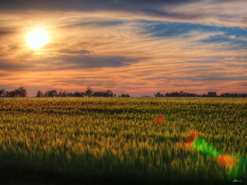 Wheat Field at Sunset — Orange, Serene, Photograph, Sun, Clouds