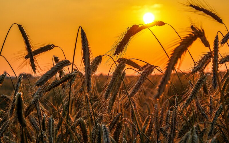 Wheat Field at Sunset — Orange, Serene, Photograph, Sun, Sky