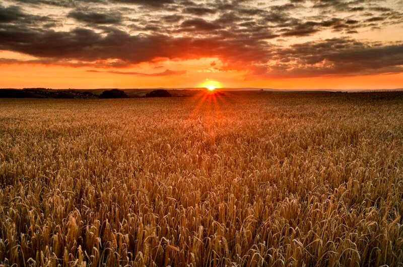 Wheat Field at Sunset — Orange, Serene, Photograph, Sun