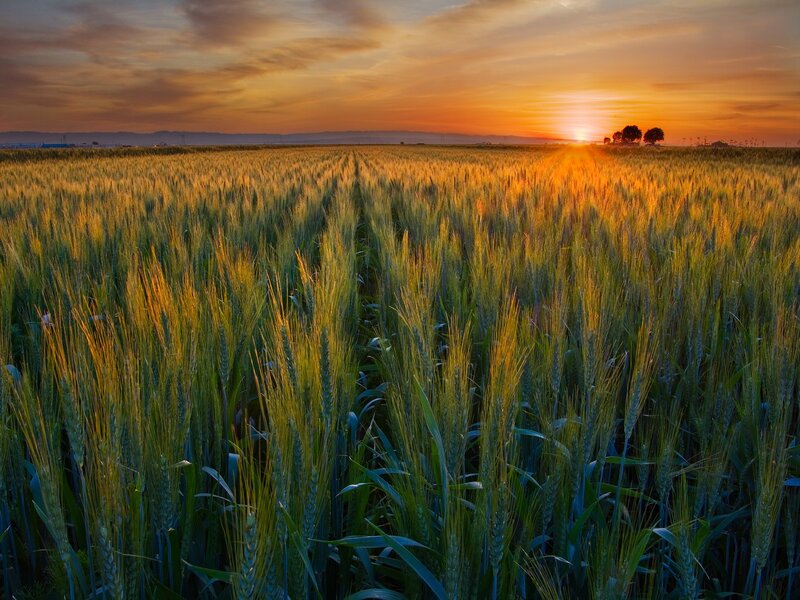 Wheat Field at Sunset — Orange, Serene, Photograph, Sun, Trees