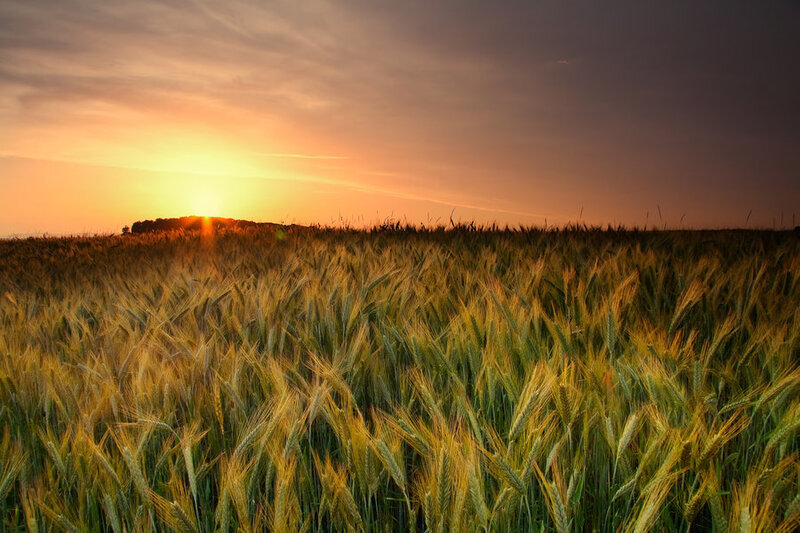 Wheat Field at Sunset — Orange, Serene, Photograph