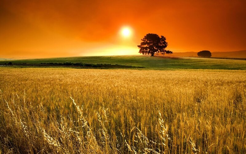 Wheat Field at Sunset — Orange, Serene, Photograph, Tree, Sun