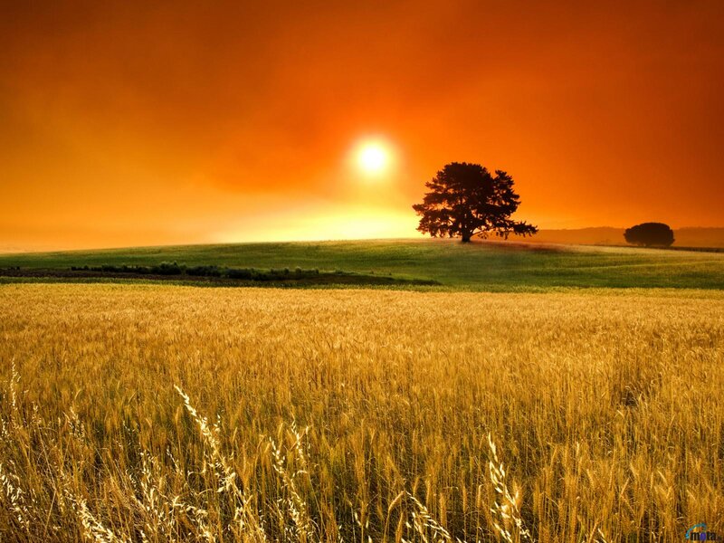 Wheat Field at Sunset — Orange, Serene, Photograph, Tree