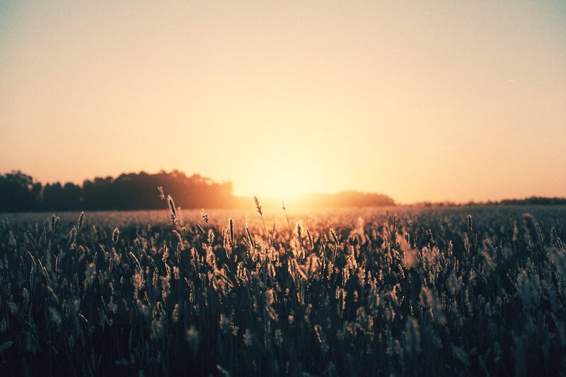 Wheat Field at Sunset — Orange, Serene, Photograph, Trees