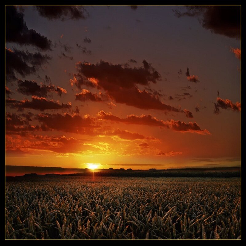 Wheat Field at Sunset — Orange
