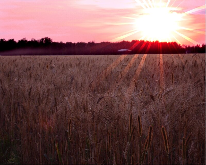 Wheat Field at Sunset — Pink