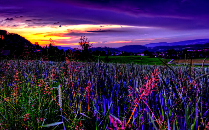 Wheat Field at Sunset — Purple