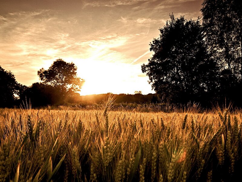 Wheat Field at Sunset — Sky