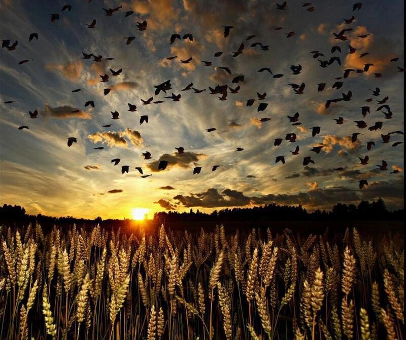 Wheat field at sunset with birds