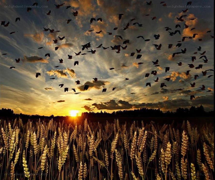 Wheat field at sunset with birds