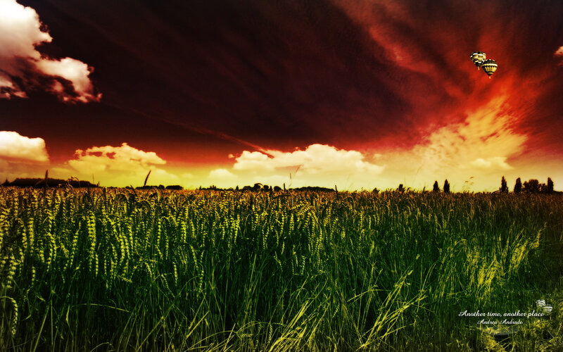 Wheat field at sunset with hot air balloons