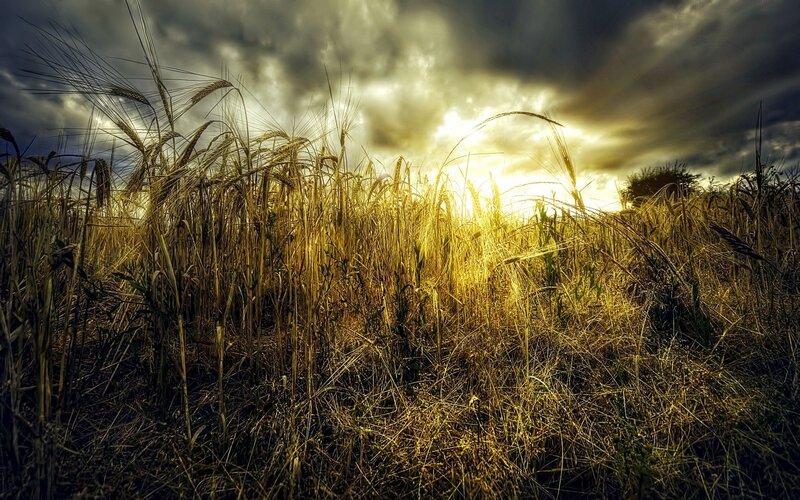 Wheat Field at Sunset — Yellow, Dramatic, Photograph, Clouds, Sunlight